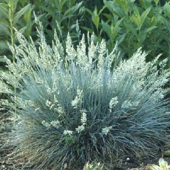 Овсяница Festuca ‘Elijah Blue’